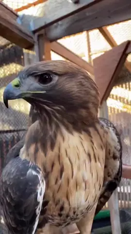 One of my favorite sounds ever even if it is right in my ear. 😂 Killer the non-releasable red-tailed hawk was not happy about the other raptors flying overhead, so she decided to yell at them! The call of a red-tailed hawk is very unique, and many movie producers think that this shrill scream is what a raptor should sound like, especially eagles. In many movies with eagles and other raptors, you will often hear this famous call no matter the species on screen. Listen for it next time!! 🛑 Killer is a non-releasable red-tailed hawk. She lives at the @cgdiscoverycenter in The Dalles, OR. She suffered an injury to her right wrist when she took a tumble from her nest as a youngster. Even with rehab, her wrist only regained 80% of its mobility. This prevents her from fully extending that wing and truly being able to fly and soar like a red-tailed hawk is meant to do. She can jump and do short distance flights, but she isn’t able to maintain lift for long and is limited to how far she can fly and how high she can jump. Our facility has legal permits issued by USFWS to house her and or other raptors.
