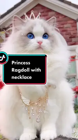#princess  #ragdoll  with #necklace #catsoftiktok #muppets #pretty #gorgous #amazing #cutecat #special #sweet #whitecat #catlover #funnyvideos #viral #cattoy #catnecklace 