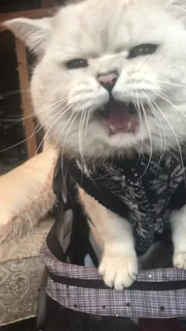 Crazy cat meow!!! #crasymeow #hungrycat #angrycat #meow