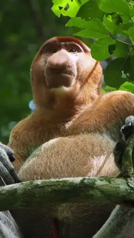 Proboscis monkey, Borneo 