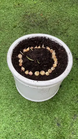 Planting Muscari bulbs 🌱 I love being creative with bulbs and experimenting with Mother Nature.  Bulbs are hardy and versatile, they can accept more growing conditions than the instructions let us believe.  I’ve been growing bulbs for many years and the outcome of my experiments have always added a touch of magic to the garden.  I plant bulbs from autumn time, however it’s not too late to plant some spring bulbs, which is excellent news for anyone late to the bulb planting party 🥳🌱🌼🤩 Happy Bulbing 🌼🌸🌺 #muscari #grapehyacinth #grapehyacinths #garden #gardening #gardening101 #gardeninghacks #gardeningtips #gardeningtools #gardeningtiktok #gardeninghack #gardeningideas #gardeningtipsforbeginners #gardeningforbeginners #gardenersworld #gardeners #gardenersoftiktok #gardenerslife #gardenersofinstagram #gardenersfriend #gardenersofthegalexy  