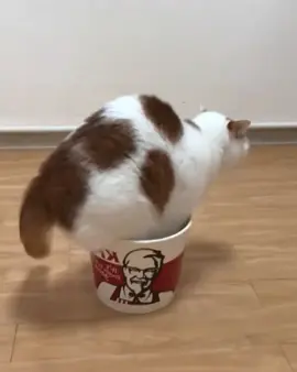 I heard KFC has new family bucket .It is true？#fyp #cat @tiktok 