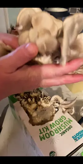 Yummm!!Made a #creamofmushroomsoup with the #oystermushroom we grew!! #pleasetrythis #freshoystermushroom #backtotheroots #amazonfinds #goodsoup #fyp 
