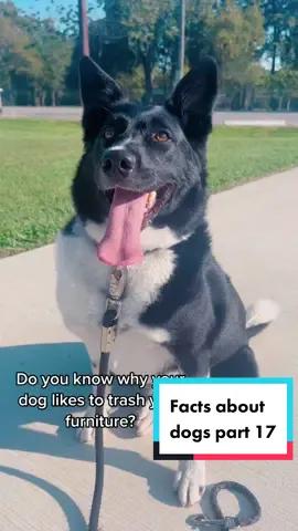 Episode 17 | Facts about dogs you probably didn’t know 🐶🐾 #petproducts #pethealth #dogfacts #pettok #dogtok #PetsOfTikTok    