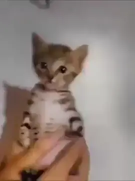 hiccup #fyp #funnycats #repost #bingus #hiccupcat #meme 