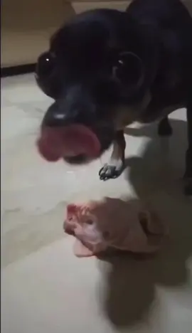 😂🤭#fyp #shitposting #funny #memes #voidmemes #void 