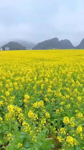 cánh đồng hoa cải #xuhuong #canhdep #beautyscene 