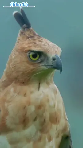 Nisaetus bartelsi, javan eagle's skillful aerial hunting #javanhawkeagle #elangjawa #hawkeye 