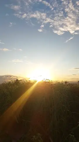 The Simple Sound of Morning... #morning #sunrise #birdsong #birds #birdsoftiktok #sunriseview 