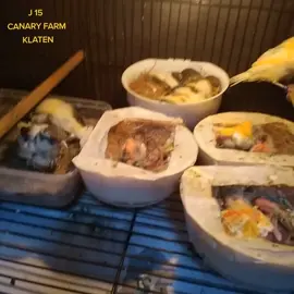 #Kenariindonesia #KENARI #INDONESIA #fypシ #Klaten #085236881460 #viral 