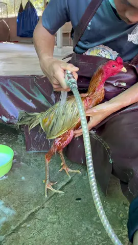 อาบน้ำไก่