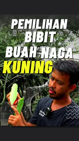 Seorang petani asal Subang sukses membudidayakan buah naga kuning asal Thailand atau disebut juga dengan Golden Isis. Kang Dedi, pemilik Kiwari Farm ini memulai budidaya buah naga sudah cukup lama. Dari 5 tiang indukan buah naga yang Ia tanam sudah menghasilkan cuan ratusan juta. kali ini akan menjelaskan tentang pemilihan bibit buah naga kuning tonton video lengkapnya hanya di channel youtube.#inspirasiusaha #inspirasibudidaya #tanilinktv #buah #naga #subang 