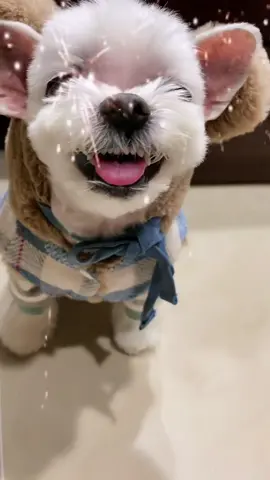 #許願2023 #dogsoftiktok #dogs #puppy #happynewyear 