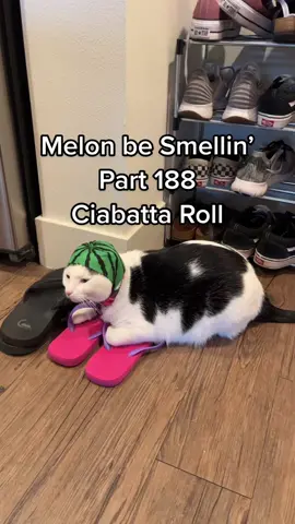 Melon be Smellin’ Part 188 😤🤢🫡 #MelonbeSmellin #finngetasniffin #melonnfinn #cats #catsoftiktok #foryou