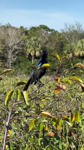 More #birds at #greencaywetlands #naturepreserve #birding #sunshinestate 