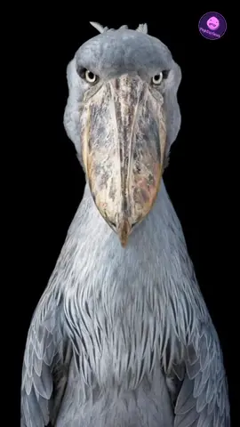 ANIMALES que NUNCA habías VISTO ANTES #animales #ANIMALESEXTINTOS #animalesincreíbles #curiosidades #viral #monos #TOP 