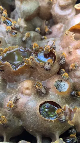 Doce mel, mel de uruçu “Melipona Scutellaris”. #vibedodia #abelhasemferrao #abelhasnativas #melipoterapia #meliponariopolendourado 