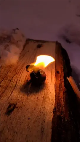 Grease acorn candle🕯🍳 #fyp #foryou #survival #bushcraft #Outdoors #camping #selfreliance #survivalhacks 