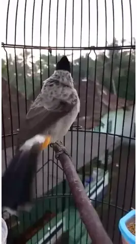 Kutilang Gacor Pagipagi #kutilang #kutilangmania #pikatburung #pikatkutilang #hobimikat  #hobimikatburung 