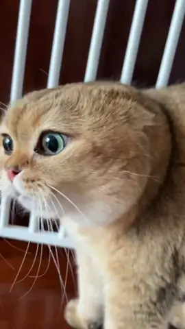 Because Mom was a little busy in the morning, she didn't feed the cat 😺 in time. It may be hungry, and it kept talking repeatedly 😂😂。 Can you understand that? 😀😀😀 #funny#cute#cat#fyp 