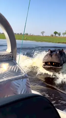 Hippopotamus tried attacking the boat #fyp #foryoupage 