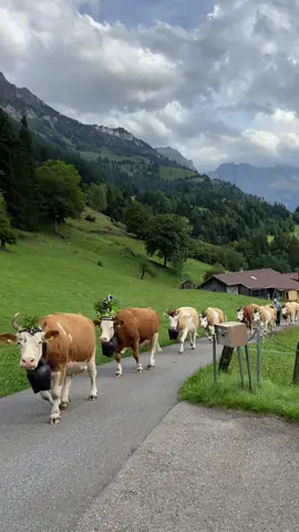 Swiss cow cam🇨🇭#switzerland #travel #travelswitzerland #lauterbrunnen #swisscow #cow #fyp #swissbeautiful 