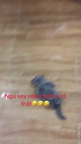 Củng là ngủ mà nó lạ lắm ❤️ #meocon #meoanhlongngan #quaphutuong #quaphutuongremix