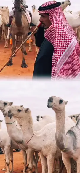 ابو فيصل فاله التوفيق #معجزات_الوضح #بن_هجرس #زايد_هجرس_الذيابي #الهيلا #الصياهد #الوضح #بيرق_المؤسس #البيرق #fyp #اكسبلور #عتيبي #عتيبة #العتيبي #لايك #تصميم #الشيباني #لطامات #شلفا #ناصر 