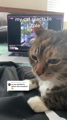 Replying to @jcolevillle I think she fw J. Cole 🥶 #jcole #dreamville #cat #hiphop #rap #raptok #cats #catsoftiktok #funny #fyp