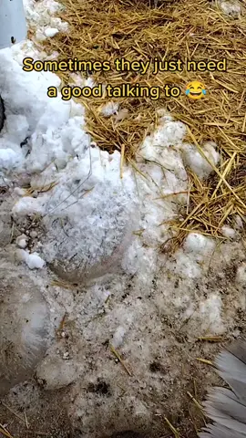 I think I'm gonna call this episode 1 of actual conversation with my birds 😂🤪. #Hansfordsoffgrid #offgridfamily #offgridhomestead #offgridlife #boonies #boonieswashington #guineabird #noisy 