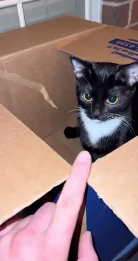 Some things never change🖤 #blep #catblep #cute #tuxie #tuxedocat #fypシ #catdad #houstontexas #PetsOfTikTok #funnycats #funnycatvideos #texascats #catlife 