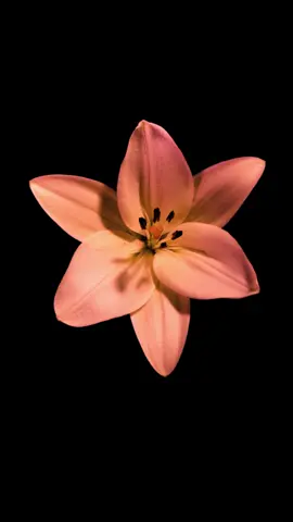 There are over 80 species of lilies grown all over the world. This lily was originally white, but I re-colored it by shooting this timelapse with pink and orange lights. #lilytimelapse #flowertimelapse #timelapsephotography #flowertok #flowertoker 