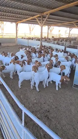 Raza de Cabras BOER 🐐😍#goatfarming#videodecabras#goatboer#cabrasdecarne#fypviral#farm#caprinos#cabrasboer