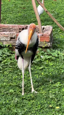 Chim Giang Sen và Chim Bồ Nông.