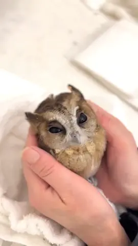 did you know that owls sleep on their backs?🥺🦉🤎 #cuteanimal #cuteanimals #cuteanimalsoftiktok #babyanimal #babyanimals #babyanimalsoftiktok #babyanimalsvids #babyanimalstiktok #owl #owls #owlsoftiktok #owltiktok #owltok #babyowl #babyowlet #babyowls #cute #fyp #fypage #foryoupage #xyzbca #xyzcba #高い鼻 #JA #kawaii #JU #aww #awww #awwwww 