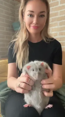 One huge rat who loves belly scratches 😂 #rat #petrat #petratsoftiktok #ratsoftiktok #cute #ratsarepetstoo #funny #pets #fyp #foryou 