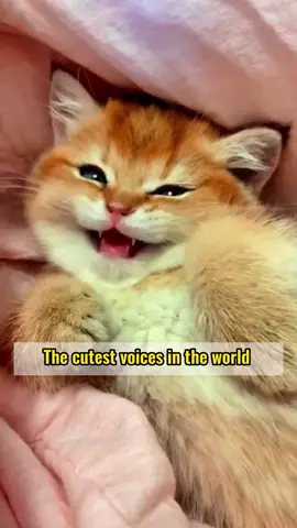 The cutest voices in the world! #fyp #cute #funny #pet #petlover #cat #catlover #Love