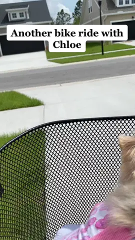 #yorkie #yorkiemom #yorkiesoftiktok #teacupyorkie #PetsOfTikTok #chloe #yorkielife #yorkielove #petsmartmademebuyit #dogonabicycle #dogonabike #Splice 