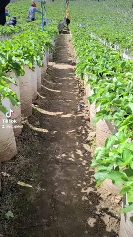 Strawberry??? yah , bener banget. kalian suka pastinya, Lagi petik buah strawberry nih guys, di Deket telaga Sarangan Magetan Jawa timur. #strawberry #petikbuah #liburan #telagasarangan #magetan #jawatimur 