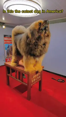 Is this the cutest dog in America？#dog#pet#foryou#doglover#petlover#petcare#tiktok#fyp#dogsoftiktok#funny#cute#sweet#clever