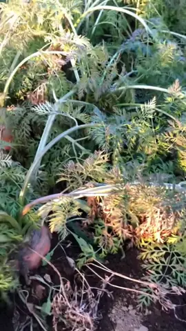 😳🥕 #plants #agriculture 