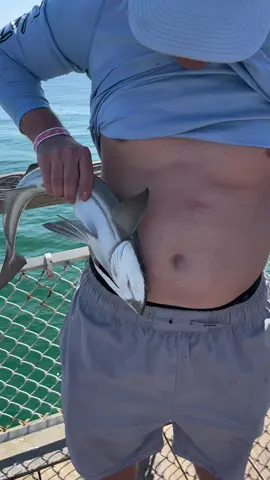 Tw wild Remora attack at the destin pier! #florida #fishing #gwakgwak9000 #animals 