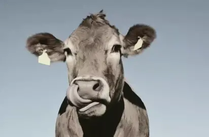 aku wes keno #losbendrong #sapimacho #peyokekasaran #sapinegalaktenan #rutinitasradong #silumansapilokal #trenggalek24jam #jogja24jam 