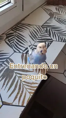 Entrenando la orden vuelta con Curriti #parrotstiktok #animalesgraciosos #animalesexoticos #lorosdetiktok #aves #loros #animalestiernos #animalesdecompañia #parrots #animalesdetiktok #bienestaranimal #periquitosaustralianos #entrenamientoanimal #refuerzopositivo 
