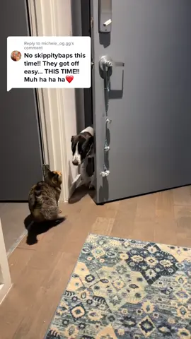 Replying to @michele_og.gg sometimes they just get a little angrey “mew” 🥹 #catsoftiktok #PetsOfTikTok #DoritosTriangleTryout #foryoupage #fyp 