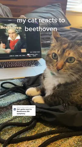 Replying to @chase.ouellet she chillin 🛌 #beethoven #furelise #cat #catsoftiktok #rap #raptok #cats #music #viral #funny #fyp