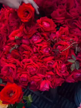 _আমার কাছে পৃথিবীর সবচেয়ে সুন্দর উপহার হলো ফুল,, _তা 30 টাকার কেনা ফুল হোক বা মাঠি থেকে কুরানো,গাছ থেকে পড়ে যাওয়া ফুল হোক,, _ফুল তো ফুল ই☺️🌹 _তুমি আমাকে কিছু দিতে চায়লে সবসময় একটা ফুল ই দিও🤗🌸 @____?ফুল Lovers gula koi??🌹 #flowerslover #fypシ #viral #Fypppppppppppppppppppppp #foryou #foryoupageofficiall @Tamanna Ahmeed🌸 Massalah Apur Voice☺️🌸