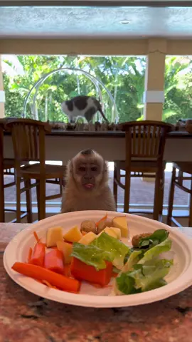 Theo’s favorite time of the day is clearly breakfast!🐵#DoritosTriangleTryout #monkey #animals #fyp #capuchin #cute 