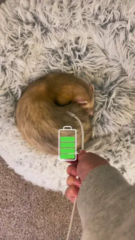 How ferrets are after 18 hours of charging 💀 Thanks to @Sully & Irwin for the inspiration 😂 #ferret #ferretsoftiktok #PetsOfTikTok #ferrettok 