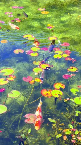 モネの池の鯉 Koi fish in a pond commonly known as 